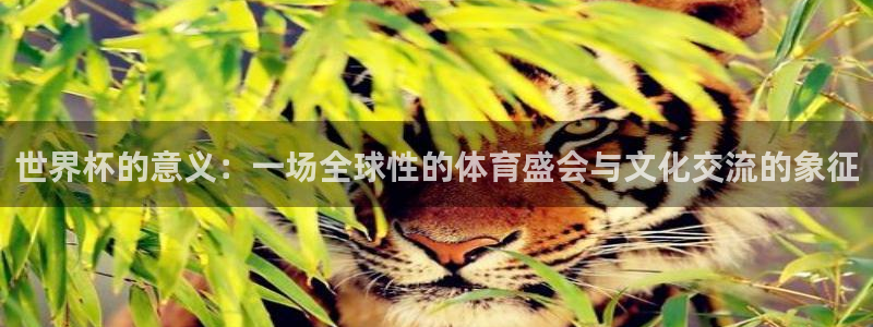 世预赛直播:世界杯的意义:一场全球性的体育盛会与文化交流的象征